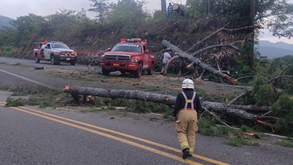 ¡Se vino abajo el gigante!: ocote de 50 metros cierra la Panamericana en Comitán