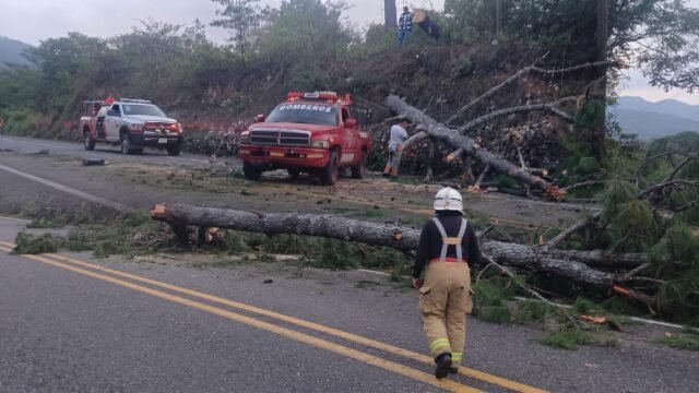¡Se vino abajo el gigante!: ocote de 50 metros cierra la Panamericana en Comitán