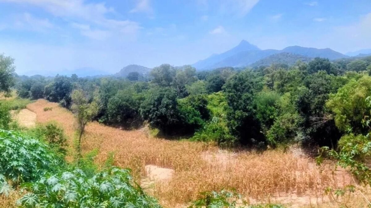 Sequía arrasa con el campo chiapaneco: hasta 100 mil hectáreas perdidas y 10 mil productores en riesgo