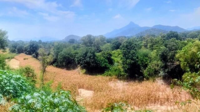 Sequía arrasa con el campo chiapaneco: hasta 100 mil hectáreas perdidas y 10 mil productores en riesgo