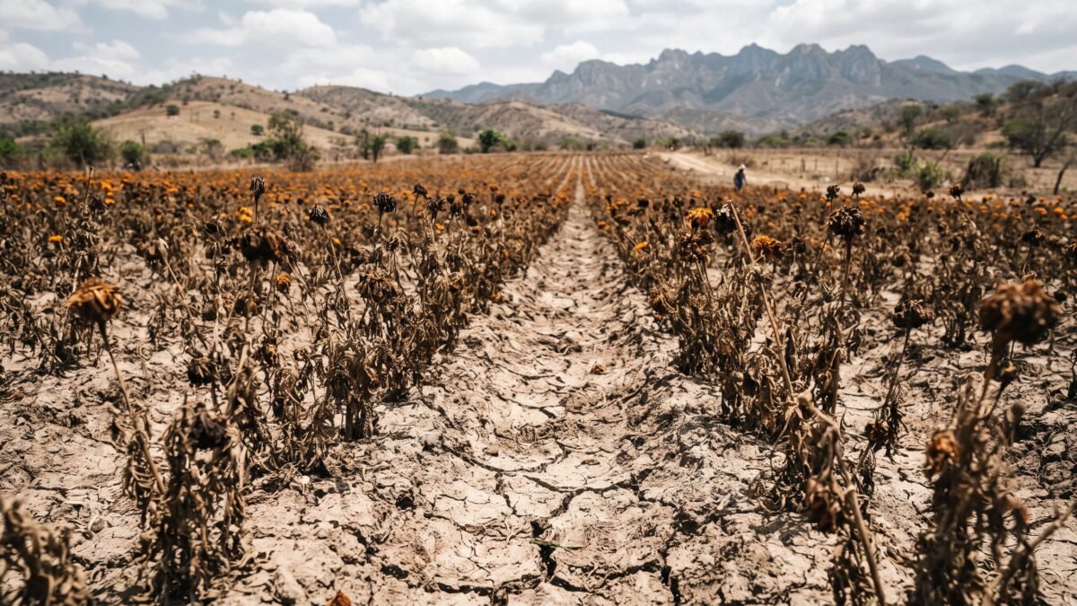 Sequía los deja a la mitad: productores de cempasúchil pierden 50% de la cosecha en Tapachula