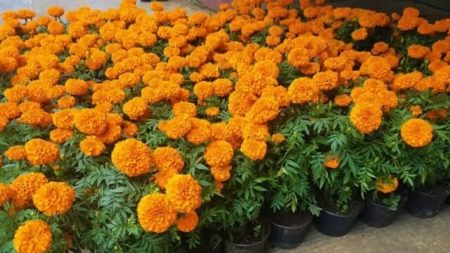 Sequía pega al altar: rosa se dispara a 15 pesos y el cempasúchil escasea en Chiapas