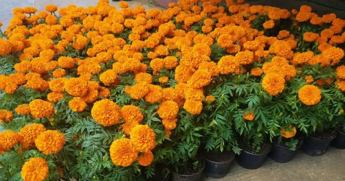 Sequía pega al altar: rosa se dispara a 15 pesos y el cempasúchil escasea en Chiapas