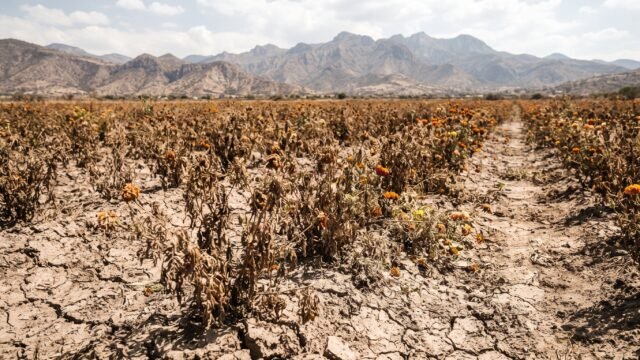 Sequía reduce 20% la cosecha de cempasúchil en Chiapa de Corzo previo a Todos Santos