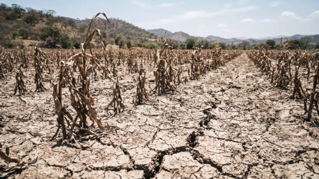 Sequía y pérdida de cosechas provocan éxodo de campesinos en Chiapas