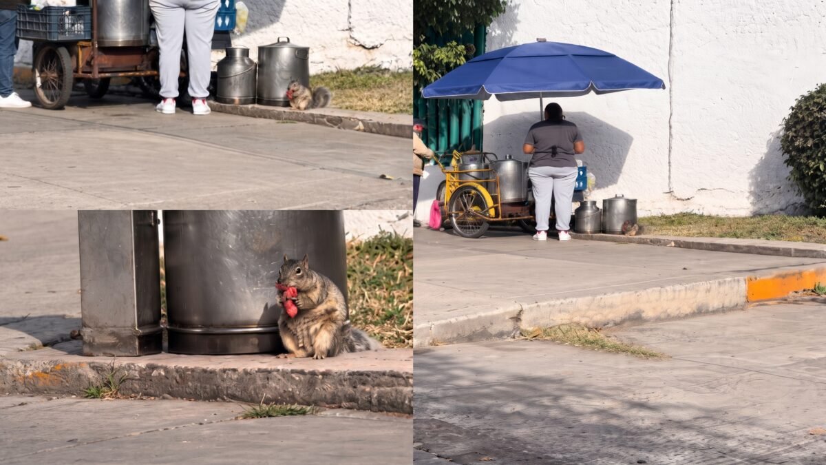 Sin dinero y con mucha hambre: ardilla pide tamal en un puesto y desayuna gratis en México