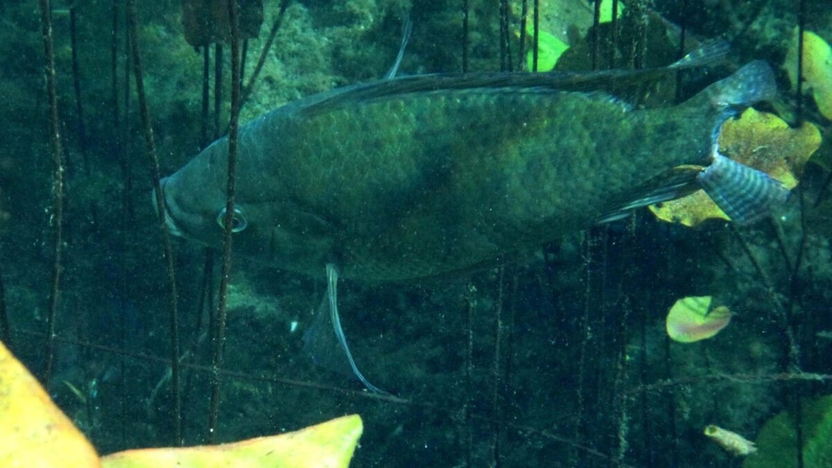 Tilapia del Grijalva pasa la prueba: 74 pescados sin plomo ni cadmio en Osumacinta y Mezcalapa