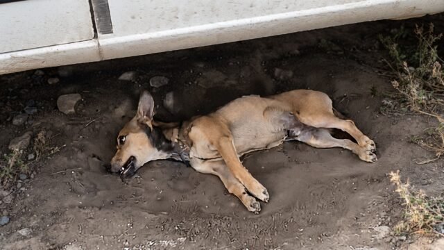 Tiran veneno en la Margarita: más de 25 perros, iguanas y ardillas aparecen muertos en Pijijiapan