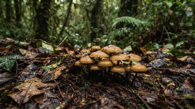 Variabilidad climática altera reproducción de hongos en Chiapas