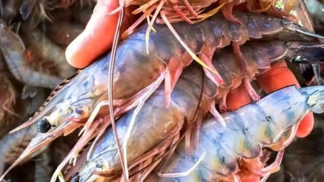 Veda de camarón concluye el 7 de octubre y reactivará la pesca en la costa de Chiapas