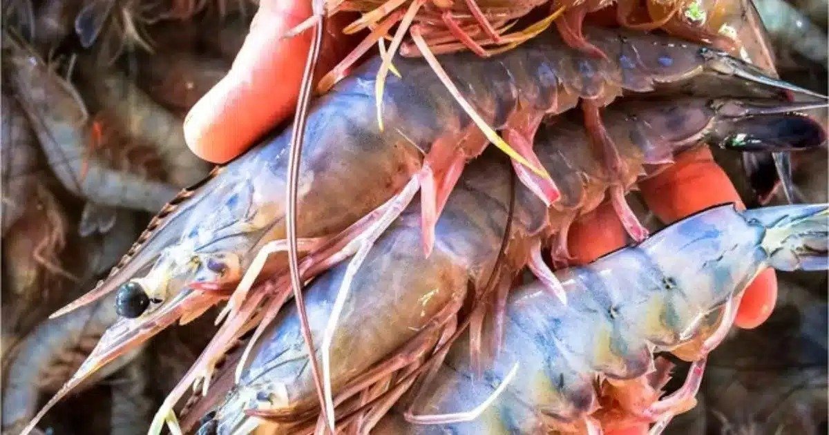 Veda de camarón concluye el 7 de octubre y reactivará la pesca en la costa de Chiapas