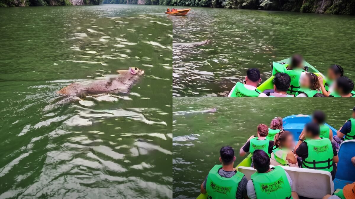 Venado sorprende a turistas al cruzar el río en el Cañón del Sumidero