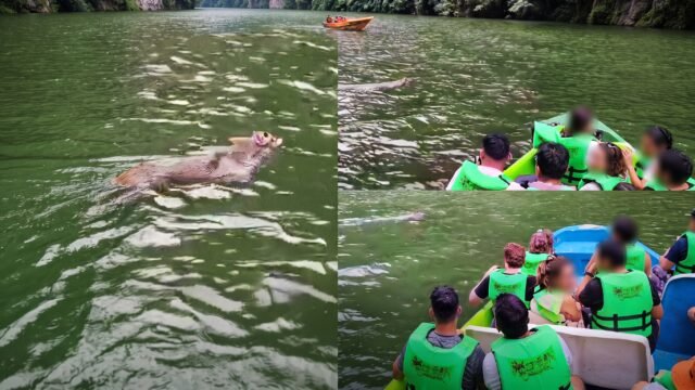 Venado sorprende a turistas al cruzar el río en el Cañón del Sumidero